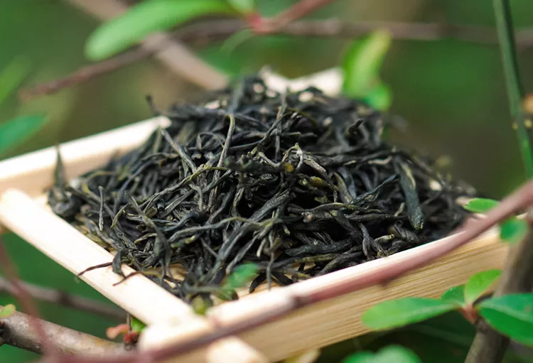 崂山绿茶